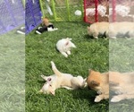 Small breeder photo