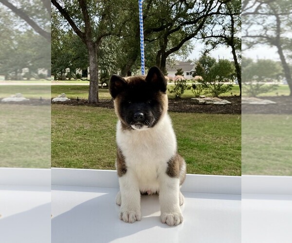 Medium Photo #5  Breeder Profile in GEORGETOWN, TX, USA