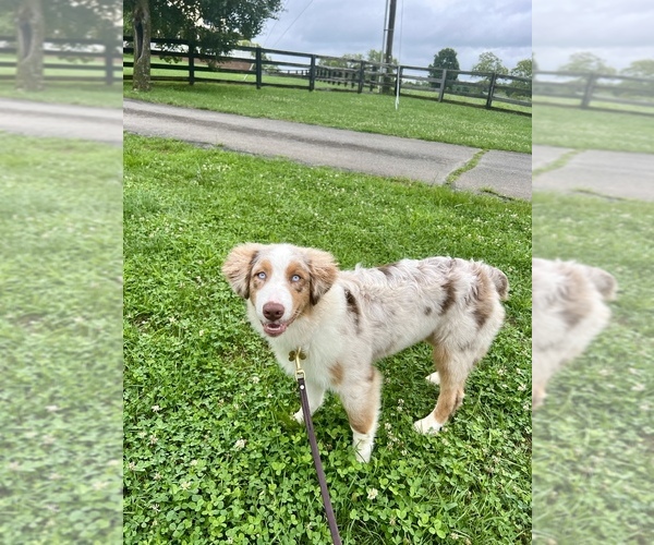 Medium Photo #24  Breeder Profile in GOSHEN, KY, USA