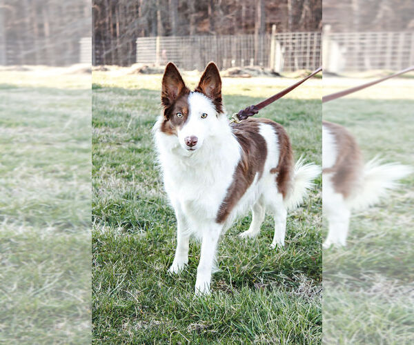 Medium Photo #1  Breeder Profile in LULA, GA, USA
