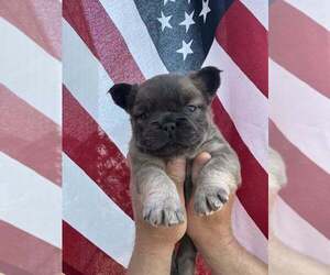 French Bulldog Dog Breeder near BARK RIVER, MI, USA