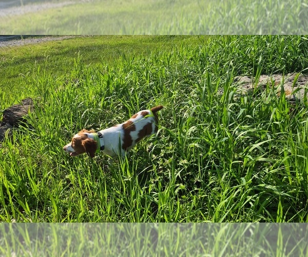 Medium Photo #11  Breeder Profile in FORT SCOTT, KS, USA