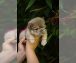Small #1 Breeder Profile image