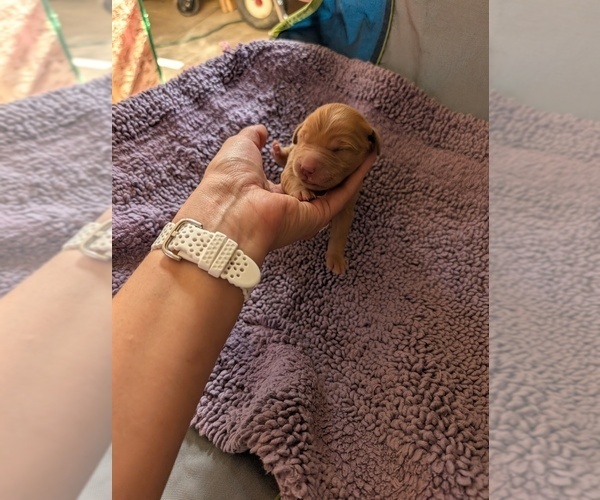 Medium Photo #12  Breeder Profile in DOLORES, CO, USA