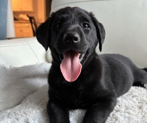 Labrador Retriever Dog Breeder near THRALI, WA, USA
