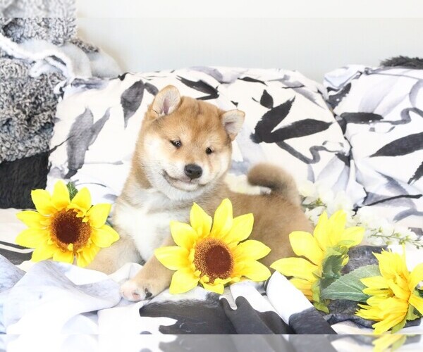 Medium Photo #1  Breeder Profile in ORONOGO, MO, USA