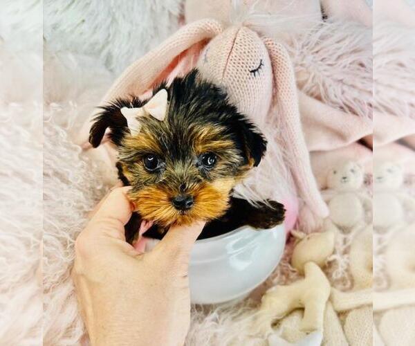 Medium Photo #33  Breeder Profile in PEMBROKE PINES, FL, USA