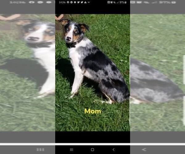Medium Photo #1  Breeder Profile in CLINTON, MO, USA