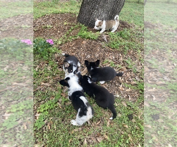 Medium Photo #16  Breeder Profile in BRANDON, FL, USA