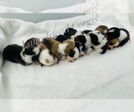 Small breeder photo