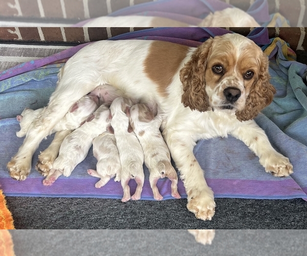 Medium Photo #1  Breeder Profile in TRINITY, NC, USA