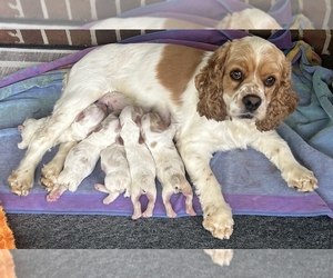 Cocker Spaniel Dog Breeder near TRINITY, NC, USA