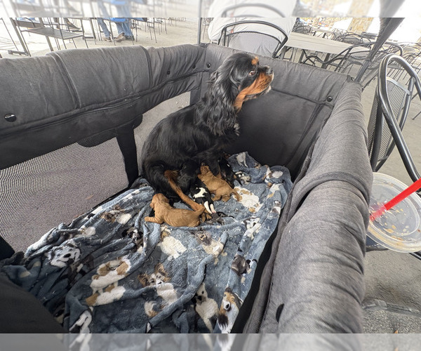 Medium Photo #11  Breeder Profile in WAXAHACHIE, TX, USA