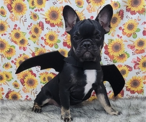 Medium Photo #12  Breeder Profile in BLAKESBURG, IA, USA