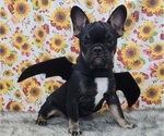 Small #11 Breeder Profile image
