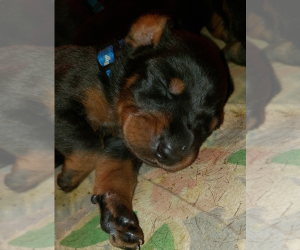 Medium Photo #1  Breeder Profile in SKOWHEGAN, ME, USA