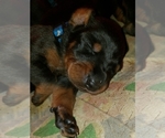 Small breeder photo