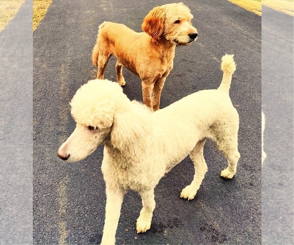 Medium Photo #1  Breeder Profile in WATERTOWN, NY, USA