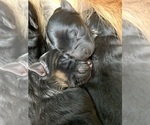Small #51 Breeder Profile image