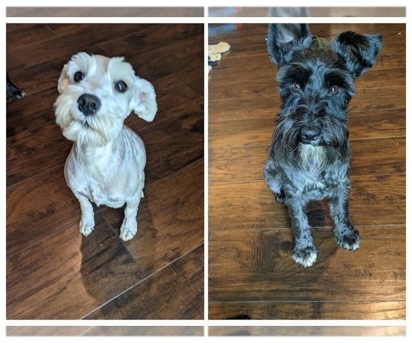 Medium Photo #1  Breeder Profile in WESTFIELD, NC, USA