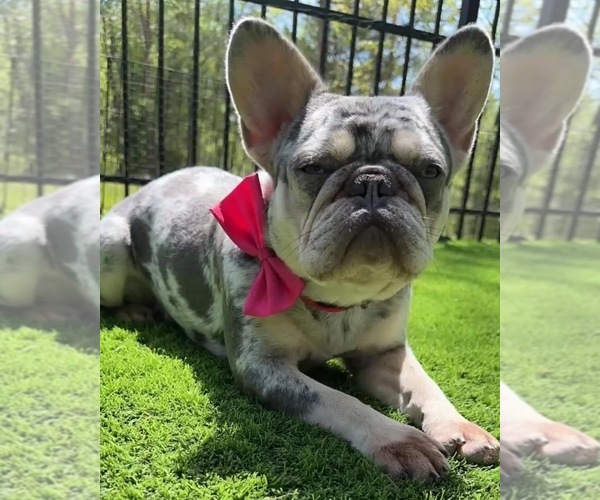 Medium Photo #8  Breeder Profile in HICKORY, NC, USA