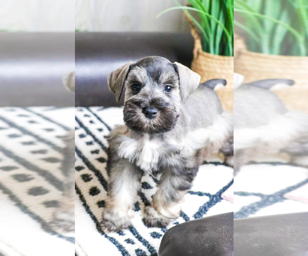 Medium Photo #1  Breeder Profile in SYRACUSE, IN, USA