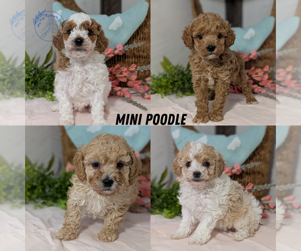 Medium Photo #10  Breeder Profile in GOSHEN, IN, USA