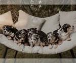 Small breeder photo