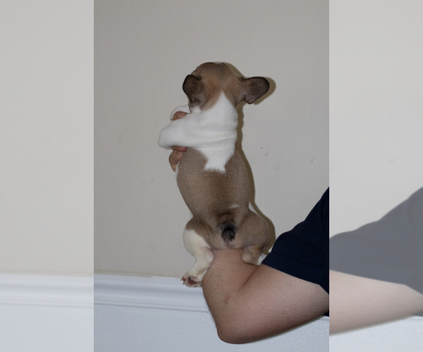 Medium Photo #9  Breeder Profile in STOCKTON, CA, USA