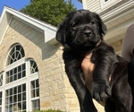 Small breeder photo