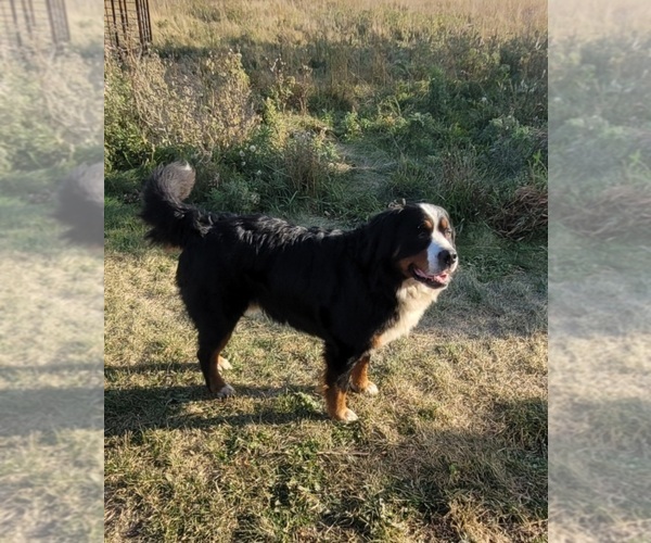 Medium Photo #1  Breeder Profile in MARION, ND, USA