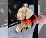 Small breeder photo