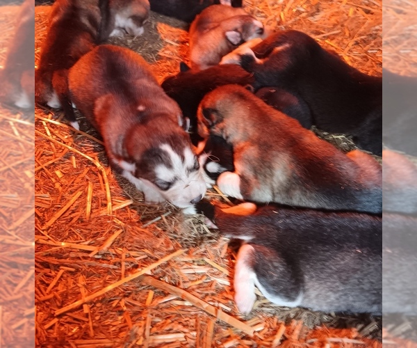 Medium Photo #3  Breeder Profile in SMYRNA, NY, USA