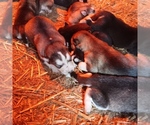 Small #2 Breeder Profile image