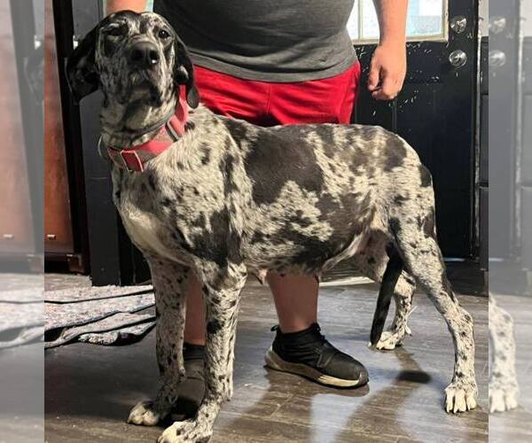 Medium Photo #1  Breeder Profile in GRAFTON, WV, USA