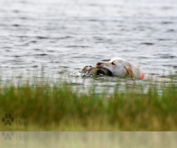 Medium Photo #1  Breeder Profile in MOUNT AIRY, NC, USA