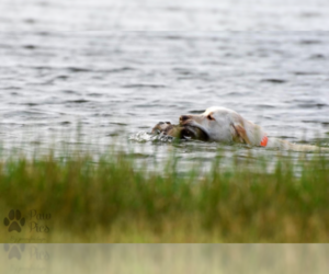 Labrador Retriever Dog Breeder near MOUNT AIRY, NC, USA
