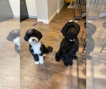 Small breeder photo