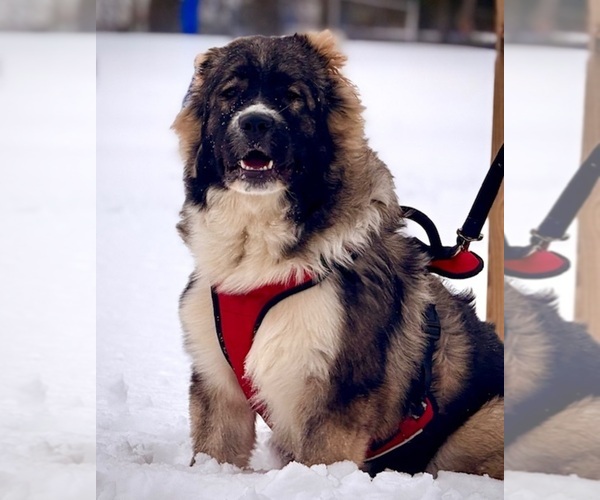 Medium Photo #104  Breeder Profile in TWINING, MI, USA