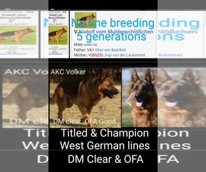 German Shepherd Dog Dog Breeder near TERRE HAUTE, IN, USA