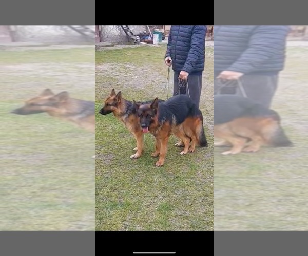 Medium Photo #1  Breeder Profile in SPRINGFIELD, MO, USA