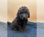 Small #3 Breeder Profile image