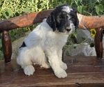 Small #3 Breeder Profile image
