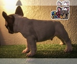Small breeder photo
