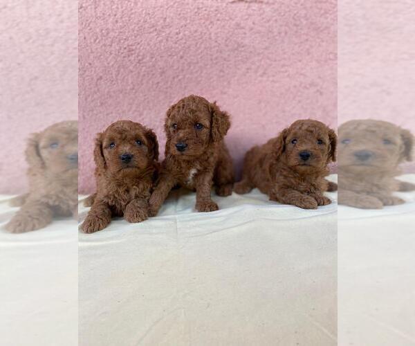 Medium Photo #1  Breeder Profile in Orgovany, Bacs-Kiskun, Hungary