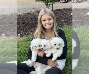 Bichon Frise Dog Breeder in PICKFORD,  USA