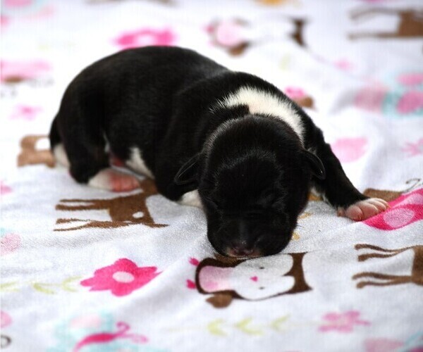 Medium Photo #6  Breeder Profile in PETERSBURG, PA, USA