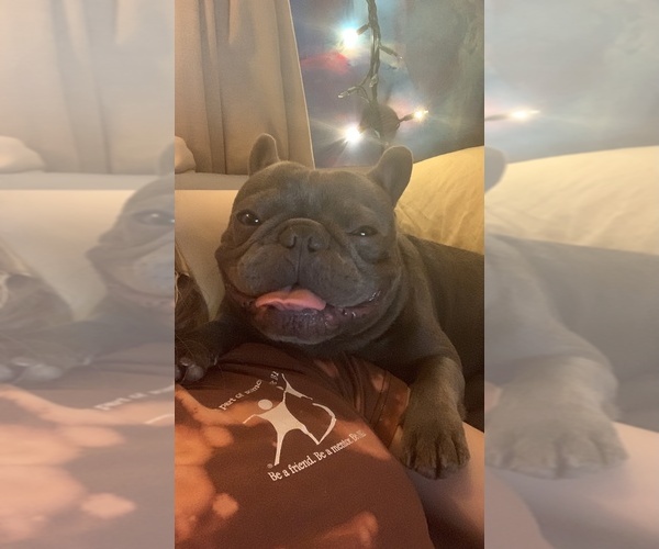 Medium Photo #7  Breeder Profile in SANTA ANA, CA, USA