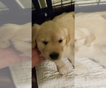 Small breeder photo