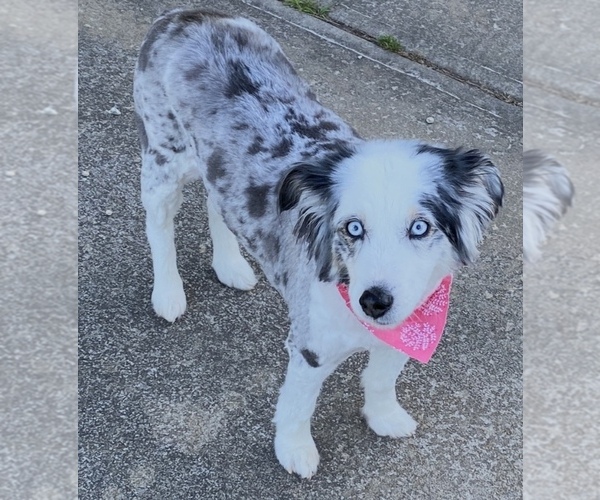 Medium Photo #13  Breeder Profile in GREENVILLE, GA, USA